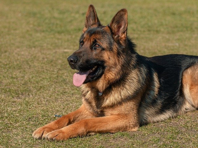 Free download dog animal pets german shepherd eb free picture to be edited with GIMP free online image editor