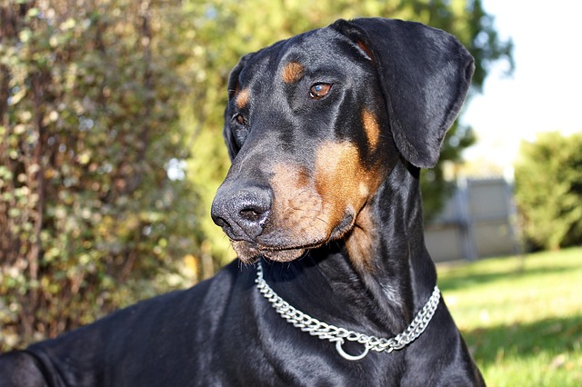 Free download dog animal portrait doberman eb free picture to be edited with GIMP free online image editor