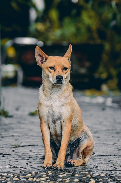 Free download dog animal sad home house wait free picture to be edited with GIMP free online image editor