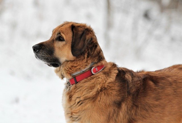 Template Photo Dog Animal Winter for OffiDocs