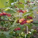 dog apple tree wallpaper  screen for extension Chrome web store in OffiDocs Chromium