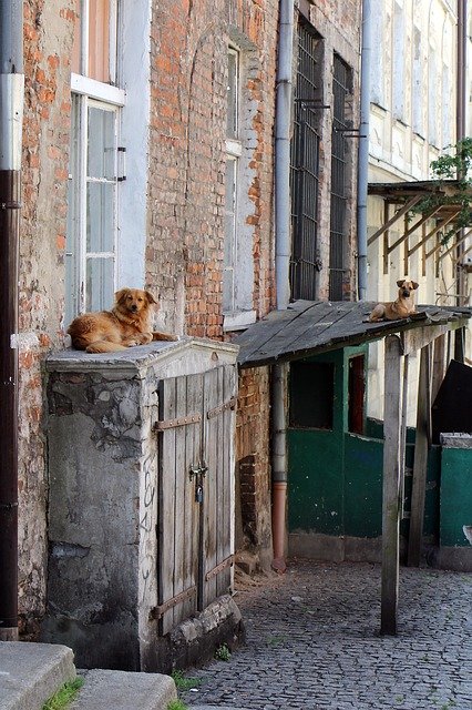 دانلود رایگان Dog Architecture - عکس یا تصویر رایگان برای ویرایش با ویرایشگر تصویر آنلاین GIMP
