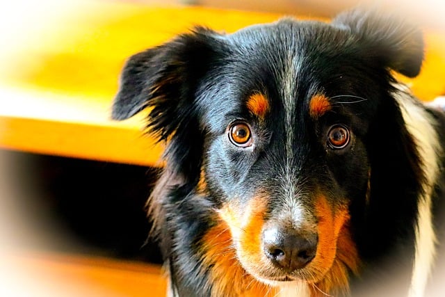 Free download dog australian shepherd animal free picture to be edited with GIMP free online image editor