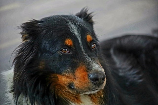 Free download dog australian shepherd animal free picture to be edited with GIMP free online image editor