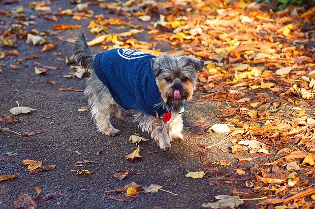 Template Photo Dog Autumn Leaf -  for OffiDocs