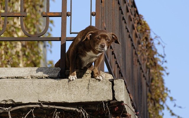 Free download Dog Balcony Home -  free photo or picture to be edited with GIMP online image editor