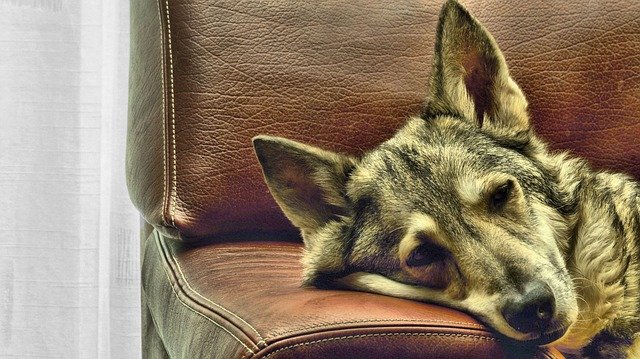 Muat turun percuma Dog Bank Rest - foto atau gambar percuma untuk diedit dengan editor imej dalam talian GIMP
