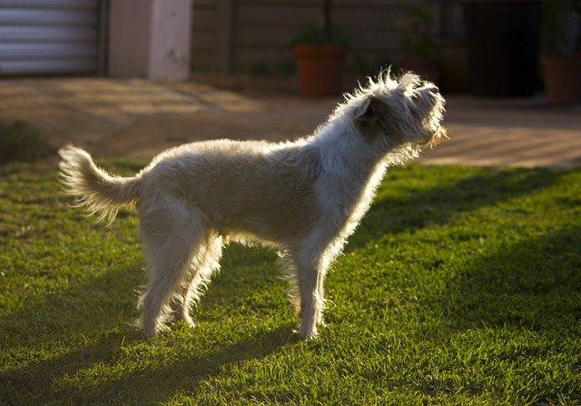 Free download Dog Bark Pet -  free photo or picture to be edited with GIMP online image editor