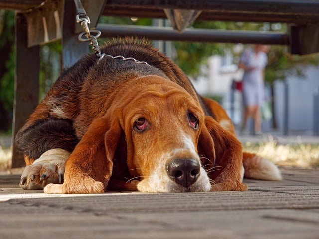 Free download dog basset hound bloodhound free picture to be edited with GIMP free online image editor