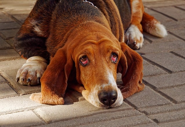 Free download dog basset hound bloodhound waiting free picture to be edited with GIMP free online image editor