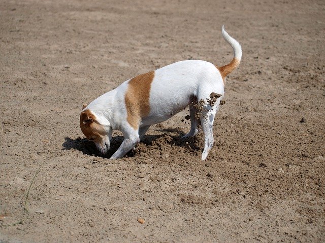 Descarga gratuita Dog Beach Pet: foto o imagen gratuita para editar con el editor de imágenes en línea GIMP