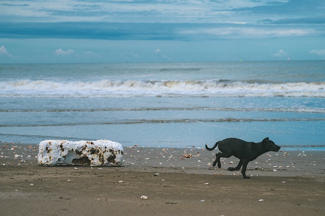 Bezpłatne pobieranie psa biegnącego na plaży psa czarnego psa darmowe zdjęcie do edycji za pomocą bezpłatnego edytora obrazów online GIMP