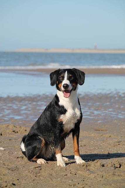 Free download dog beach sea domestic animal free picture to be edited with GIMP free online image editor