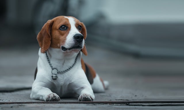 Free download dog beagle animal outdoors canine free picture to be edited with GIMP free online image editor