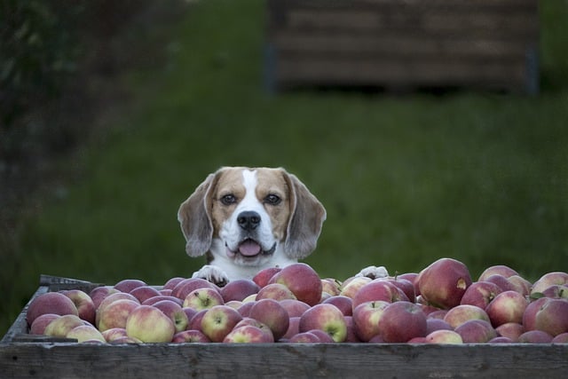 ດາວໂຫຼດຟຣີ dog beagle apples animal free picture to be edited with GIMP free online image editor