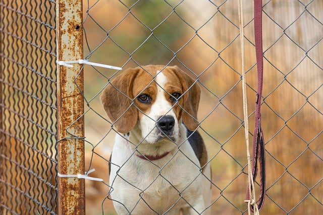 Free download dog beagle pet animal canine free picture to be edited with GIMP free online image editor