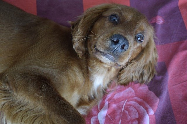 Free download Dog Beautiful Animal -  free photo or picture to be edited with GIMP online image editor