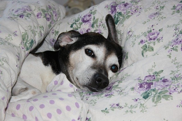 Libreng download Dog Bed Pets - libreng larawan o larawan na ie-edit gamit ang GIMP online na image editor