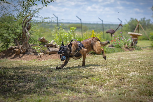 Free download dog belgian shepherd playing fetch free picture to be edited with GIMP free online image editor