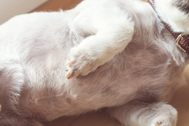 Gratis download Dog Belly White - gratis foto of afbeelding om te bewerken met GIMP online afbeeldingseditor