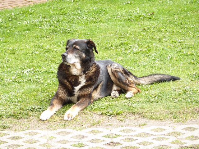 Free download dog bernese mountain berner free picture to be edited with GIMP free online image editor
