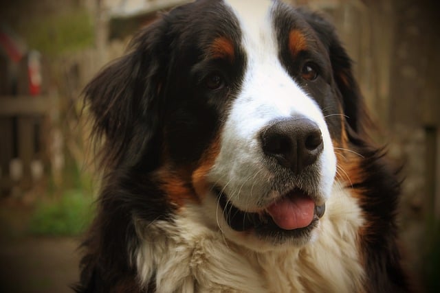 Free download dog bernese mountain dog puppy pet free picture to be edited with GIMP free online image editor