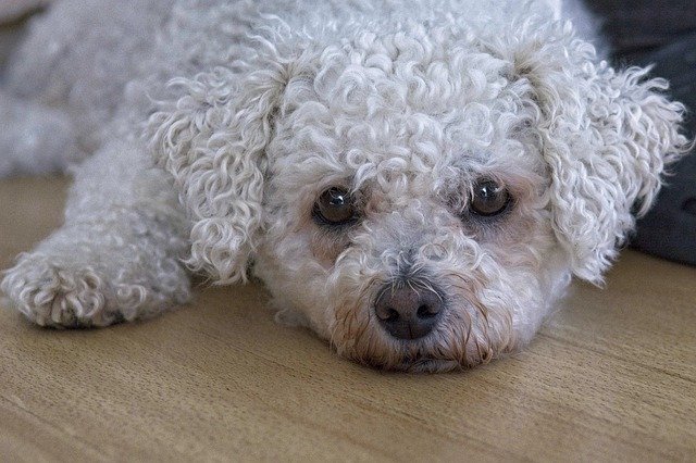 Free download Dog Bichon Frise Animal -  free free photo or picture to be edited with GIMP online image editor