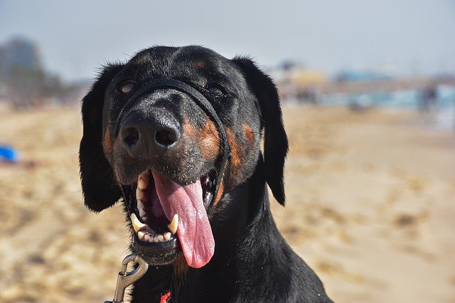 Gratis download Dog Big Animal - gratis foto of afbeelding om te bewerken met GIMP online afbeeldingseditor
