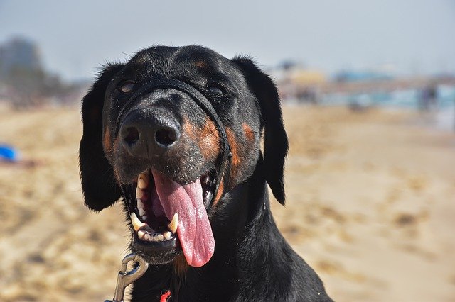 Téléchargement gratuit de Chien Gros Animal - photo ou image gratuite à modifier avec l'éditeur d'images en ligne GIMP