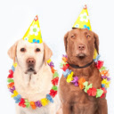 Dog birthday  screen for extension Chrome web store in OffiDocs Chromium