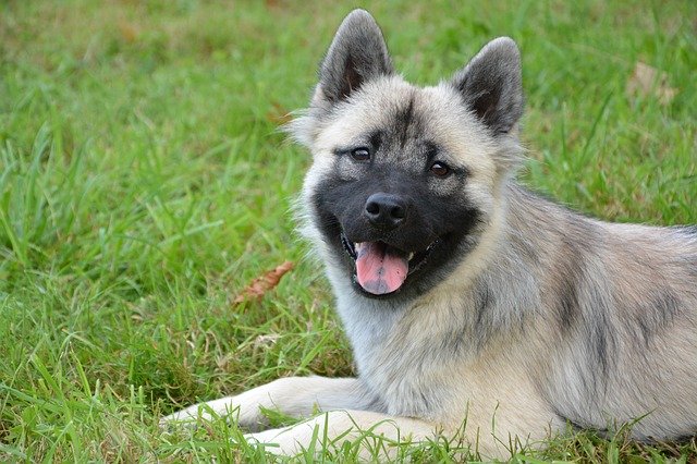 Free download Dog Bitch Eurasier free photo template to be edited with GIMP online image editor