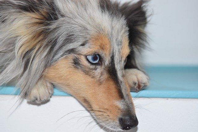 Descarga gratuita Dog Bitch Portrait Blue Eye - foto o imagen gratuita para editar con el editor de imágenes en línea GIMP