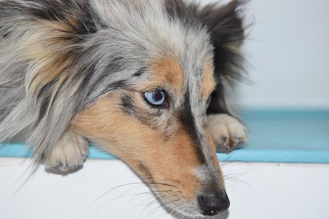 Unduh gratis Dog Bitch Portrait Blue Eye - foto atau gambar gratis untuk diedit dengan editor gambar online GIMP