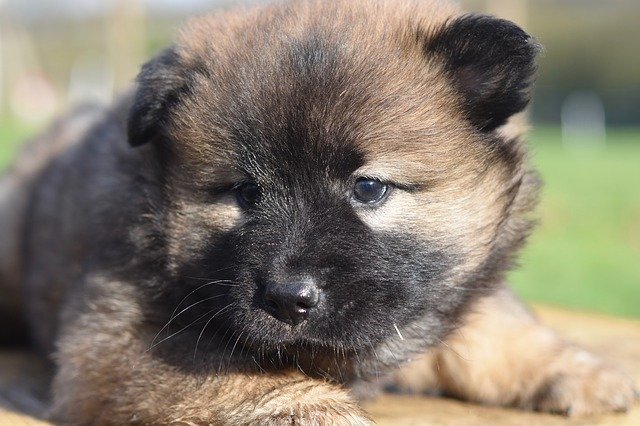 Unduh gratis Dog Bitch Puppy Eurasier - foto atau gambar gratis untuk diedit dengan editor gambar online GIMP