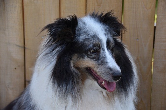 Free download Dog Bitch Shetland Sheepdog Female -  free photo or picture to be edited with GIMP online image editor