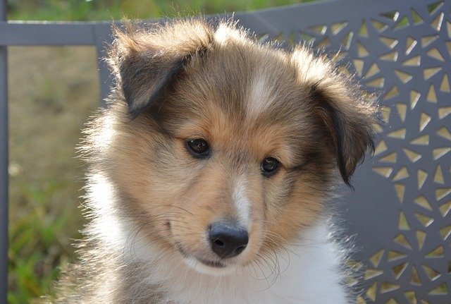 Бесплатно скачать бесплатный шаблон фотографии Dog Bitch Shetland Sheepdog Oubie для редактирования с помощью онлайн-редактора изображений GIMP