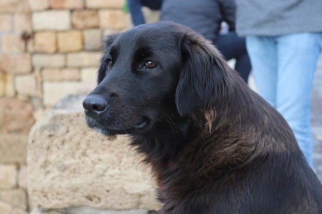 Descarga gratuita Dog Black Animals - foto o imagen gratuita para editar con el editor de imágenes en línea GIMP