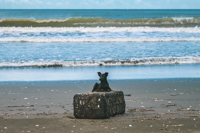 Free download dog black dog beach ocean free picture to be edited with GIMP free online image editor