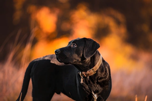 Free download dog black dog domestic animal free picture to be edited with GIMP free online image editor