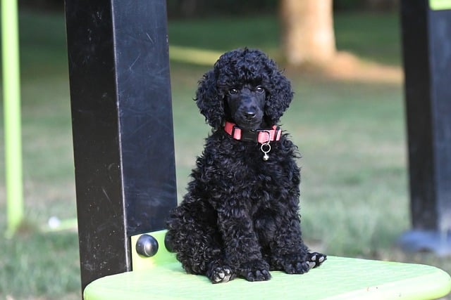 Free download dog black royal poodle poodle free picture to be edited with GIMP free online image editor