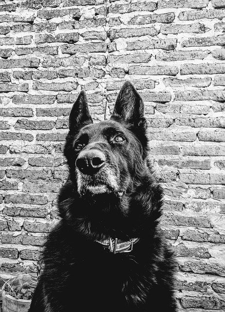 تنزيل Dog BN Pet مجانًا - صورة أو صورة مجانية ليتم تحريرها باستخدام محرر الصور عبر الإنترنت GIMP