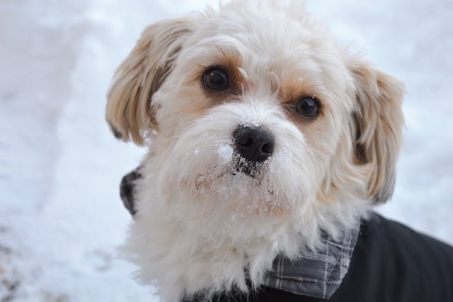 Tải xuống miễn phí hình ảnh miễn phí về chó bolonka động vật tuyết mùa đông để được chỉnh sửa bằng trình chỉnh sửa hình ảnh trực tuyến miễn phí GIMP