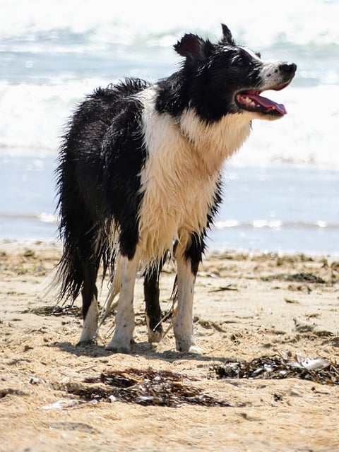 Free download dog bordercollie animal beach free picture to be edited with GIMP free online image editor