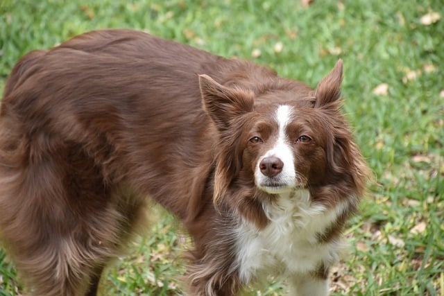دانلود رایگان تصویر حیوان خانگی سگ مرزی کولی سگ برای ویرایش با ویرایشگر تصویر آنلاین رایگان GIMP