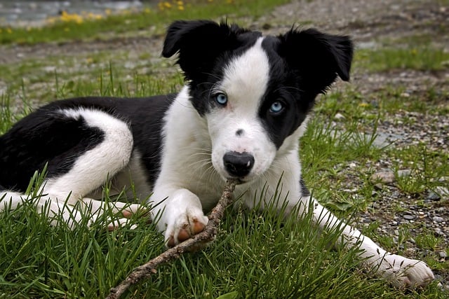 Free download dog border collie puppy pet free picture to be edited with GIMP free online image editor