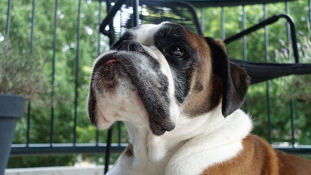 تنزيل Dog Boxer Sweet مجانًا - صورة مجانية أو صورة لتحريرها باستخدام محرر الصور عبر الإنترنت GIMP