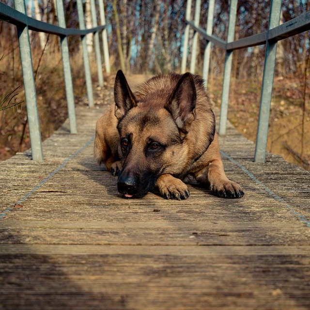 Free picture Dog Bridge Brown -  to be edited by GIMP free image editor by OffiDocs