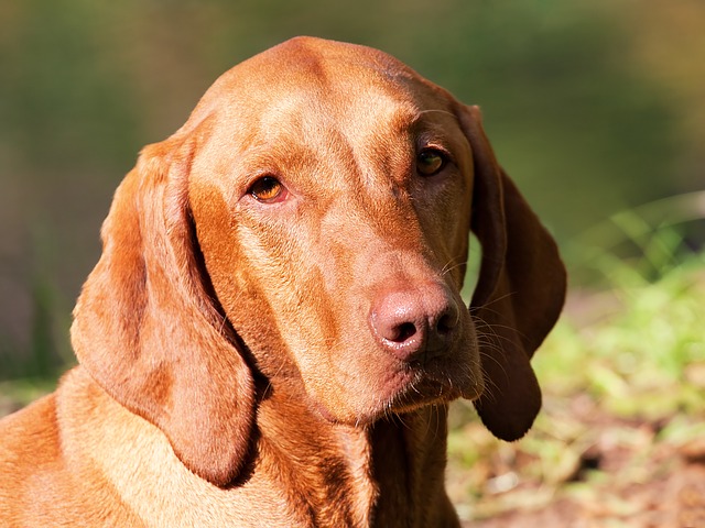 Free download dog brown magyar vizsla free picture to be edited with GIMP free online image editor