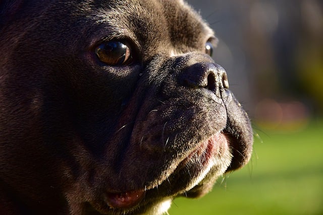 Free download dog bulldog animal grass nature free picture to be edited with GIMP free online image editor