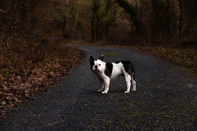 Free download dog bulldog french canine road free picture to be edited with GIMP free online image editor
